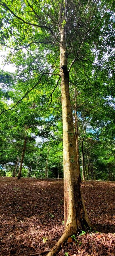 Hospedaje Finca Agroturistica Dona Rufa Rio Sereno Extérieur photo